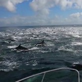 Dolphin Stampede