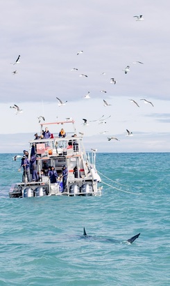 Dyer_island_cruises_shark_viewing_1532413343