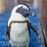Biltong the rescued penguin