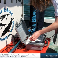 White Shark Research
