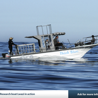 Dyer Island Conservation Trust - Lwazi - Marine Research Vessel