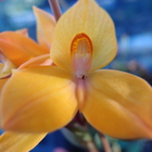 disa auratakew 'Oudepost'