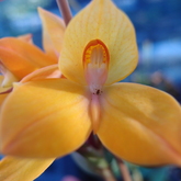 disa auratakew 'Oudepost'