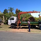 Large palm tree removal
