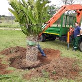 Large cycad transplant