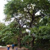 Large tree assessment