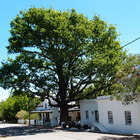 Tree thinned out to allow wind movement through the tree in Swellendam