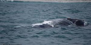 38148096_2132714910080983_8285505446043713536_o_1533283457