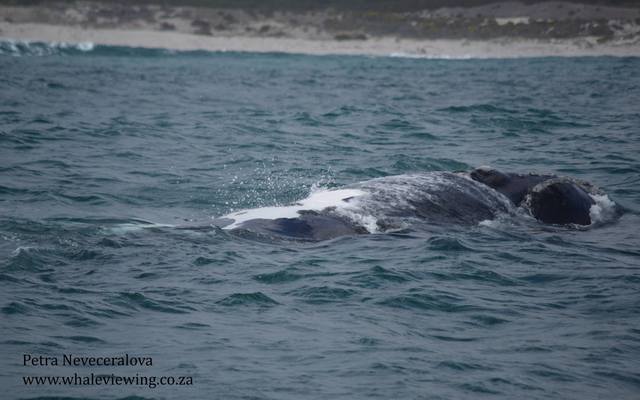 38148096_2132714910080983_8285505446043713536_o_1533283457