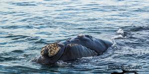 38186311_2132719493413858_7815432880498147328_o_1533283529