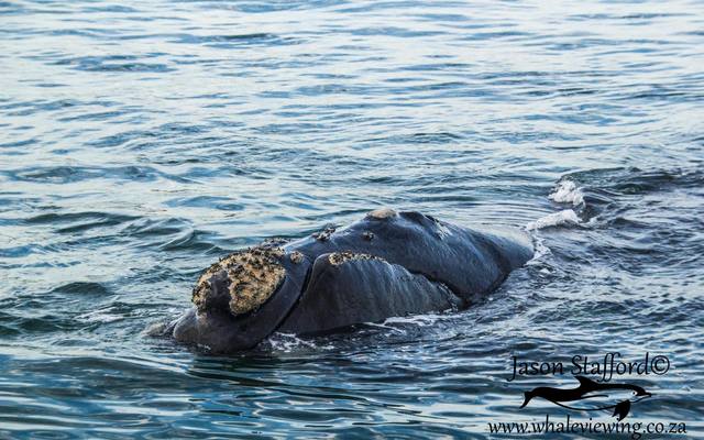 38186311_2132719493413858_7815432880498147328_o_1533283529