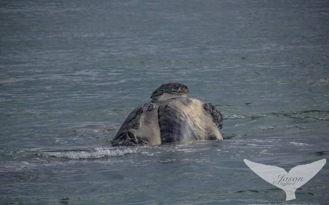 38193489_2132719530080521_4571689251447504896_o_1533283532