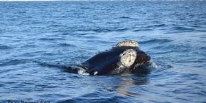 38200024_2132715710080903_2179586441183494144_o_1533283458