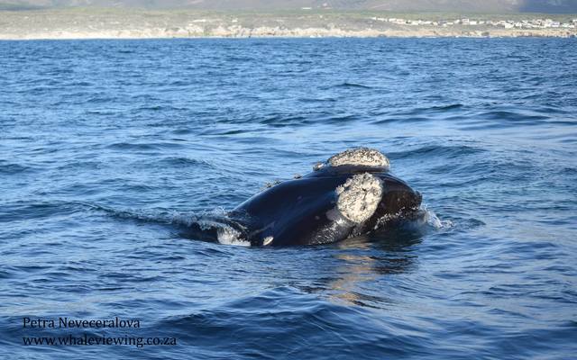 38200024_2132715710080903_2179586441183494144_o_1533283458