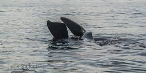 38204285_2132717746747366_1532203422202200064_o_1533283461