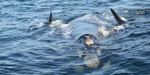 38248764_2132717686747372_5203015603912179712_o_1533283459