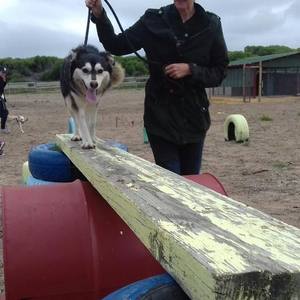 ciska_agility1_1533549431