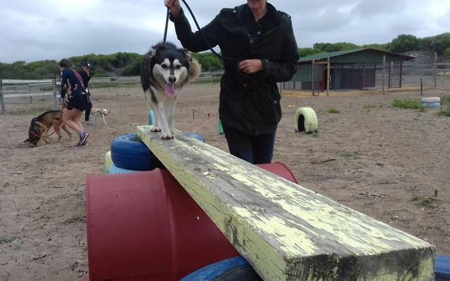 ciska_agility1_1533549431