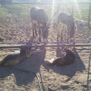 dogs_meeting_donkeys_1533549430