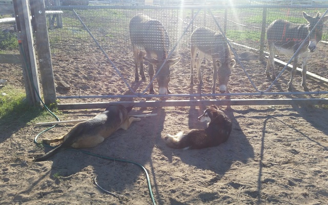dogs_meeting_donkeys_1533549430