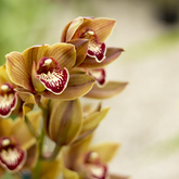 Orange and Red Orchid