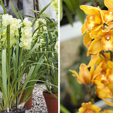 White and Yellow Orchid