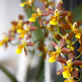 Brown and Yellow Orchid