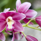 Purple Orchid