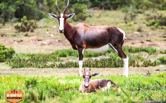 36517405_642419752779827_2204286201102336000_o_1534408081