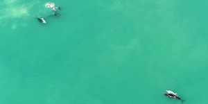 Photo_whale_1_edit__1534939241