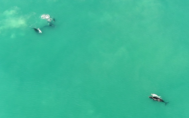 Photo_whale_1_edit__1534939241 Photo_whale_1_edit__1534939241