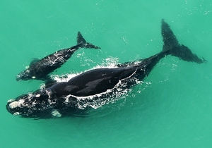 Record for whale sightings at De Hoop!