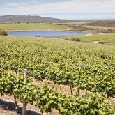 Lomond Vineyards-Taken by Gabfly Media