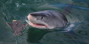 20180903_SF_Trip1_KBaker_IMG53_001_1536061390