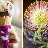 Perfect ice cream - Fynbos Enterprises - Xplorioâ„¢ Pringle Bay