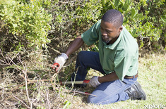 kleinmond_gardens_banwell_gardens_trimming_bushes_1536328461