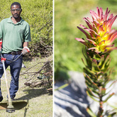 Ashley Banwell Gardens