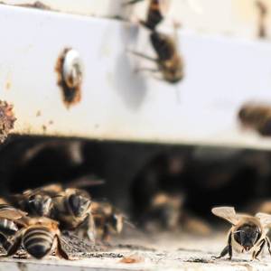 grootbos_bees_1536564629