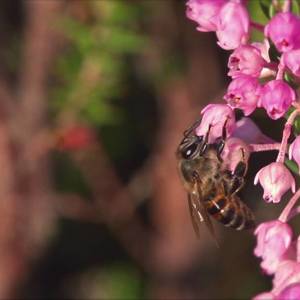 grootbos_hive_to_home_1536564629