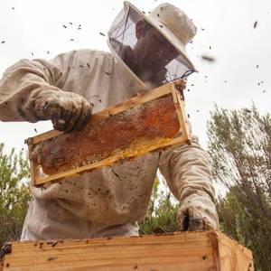 web_grootbos_foundation_siyakhula_honey_13_1536564630