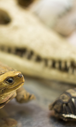 pringle_bay_education_pringle_house_eco_school_educational_display_1536922423