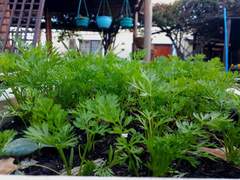 Fresh organic herbs and vegetable garden