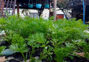 Fresh organic herbs and vegetable garden