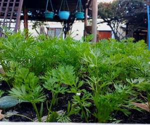 Fresh organic herbs and vegetable garden