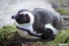 bettys_bay_places_to_eat_restaurant_on_the_edge_restaurant_penguin_1537526370