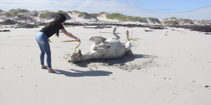 #Gansbaai & Pearly Beach Horse Trails