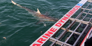 20181016_SF_Trip1_RWatson_IMG079_1539776403