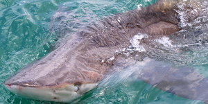 shark_cage_diving_gansbaai_1__1539776406