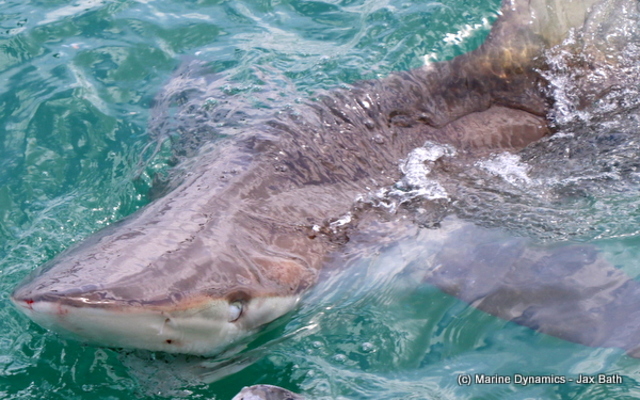 shark_cage_diving_gansbaai_1__1539776406