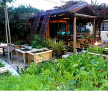 Organic Herb & Vegetable Garden